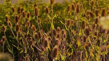 les mauvaises herbes soufflant dans le vent au coucher du soleil video