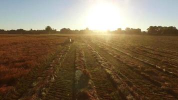 Aerial shot of combine in field at sunrise video