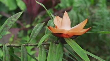 Climbing Pandanus flower in Hawaii video