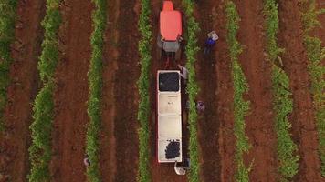 Aerial view of grape harvest at Oregon vineyard video