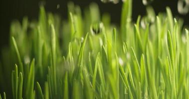 Wasser tropft in Superzeitlupe auf Gras. Aufgenommen mit Phantom Flex 4k Hochgeschwindigkeitskamera. video