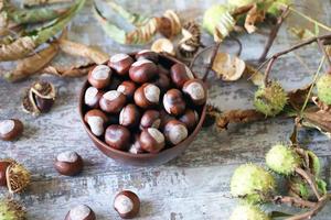 castañas y castaños en otoño foto