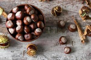 Chestnuts and buckeyes in autumn mood photo
