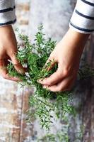 Woman's hands holding a branch of thyme in a pot photo