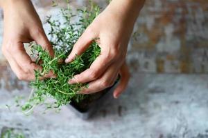 Woman's hands holding a branch of thyme in a pot photo