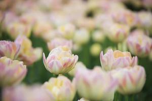 Coloridos tulipanes en un parche de flores en un jardín en la primavera foto