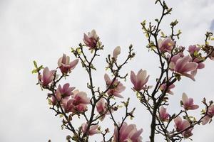 Pink and white magnolia buds on a tree in the spring photo