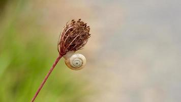 little white snail on the plant