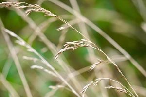 dry flower plants in the nature photo