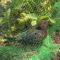 Young blackbird is caught in a net in a strawberry field photo