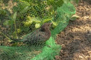 Young blackbird is caught in a net in a strawberry field photo