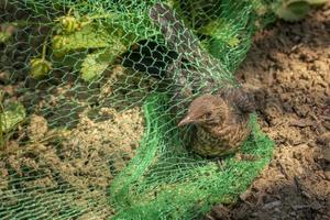 Young blackbird is caught in a net in a strawberry field photo