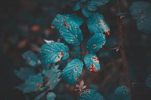 hojas de plantas verdes en la temporada de primavera foto