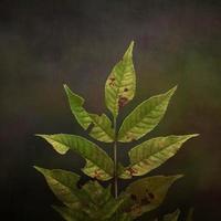 green tree leaves in springtime photo