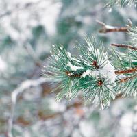 snow on the pine tree leaves photo