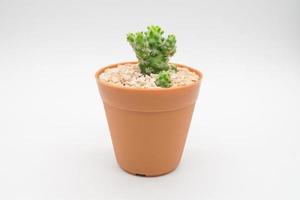 cactus on a white background photo