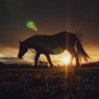 silueta de caballo en la puesta del sol foto