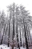 snow in the forest in winter season photo