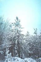 nieve en los pinos en el bosque foto