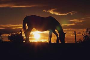 horse silhouette in the sunset photo