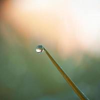 caer sobre la hoja de hierba verde foto