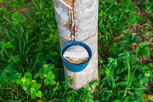 Natural rubber latex from rubber trees photo