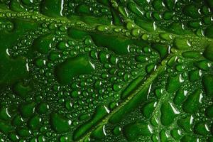 Macro de hoja verde con gotas de agua