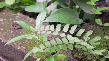 pov de feuille de fougère verte fraîche feuille verte de fougère avec le vent qui souffle paradis sauvage forêt tropicale jungle plante arrière-plans floraux naturels video