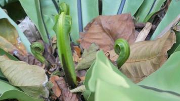 pov frisches grünes Farnblatt Farngrünes Blatt mit Wind weht wildes Paradies Regenwald Dschungelpflanze natürlicher Blumenhintergrund video