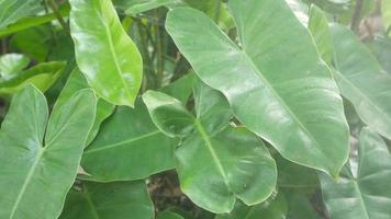 paisagem enquanto chove na árvore com flores árvore tropical com chovendo video