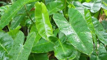 Landschaftsansicht beim Regen auf den Baum mit Blume tropischer Baum mit Regen video