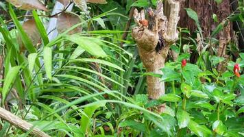 Landscape view while raining on the tree with flower Tropical tree with raining video