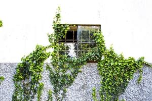 Window with ivy photo