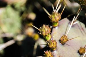 Prickly pear plant photo