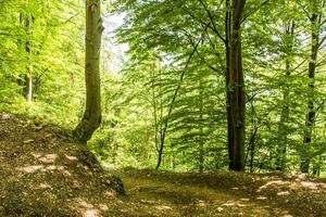 Mountain path in forest photo