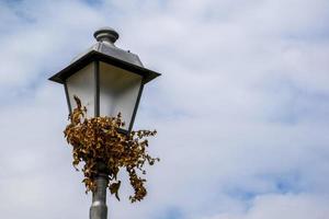 Iron lamppost with ivy photo