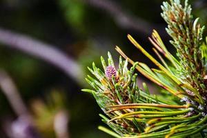 Dwarf pine cone