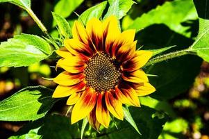 girasol naranja y amarillo foto