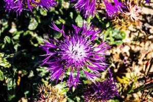 Purple thistle flowers photo