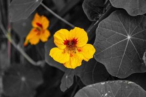 Selective color of a yellow flower