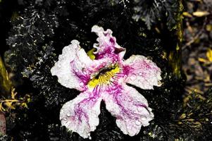 Pink and white crumpled flower photo