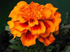 Closeup of a French marigold flower Tagetes patula photo