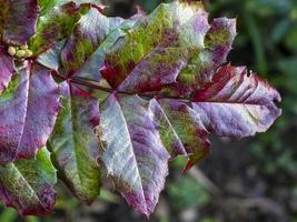 Brightly coloured and textured holly leaves in winter