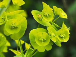 Primer plano de pequeñas e inusuales flores de euforbio verde foto