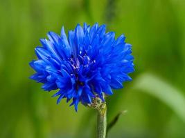 Pretty blue cornflower dwarf variety Jubilee Gem photo