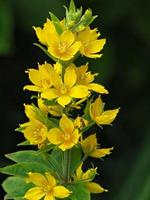 Bonitas flores amarillas de salicaria lysimachia punctata foto