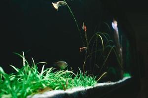 peces exóticos en un acuario de coleccionista foto