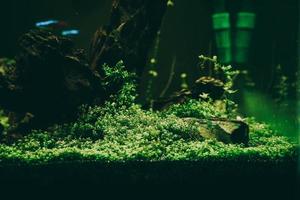 Exotic fish in a collector's aquarium photo