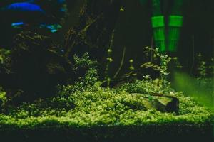 peces exóticos en un acuario de coleccionista foto