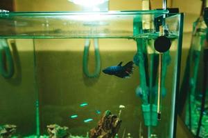 Pez luchador siamés Betta splendens en un acuario foto